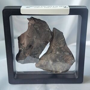 Carboniferous Coal Era Fossil Rare Unique From World Famous Union Chaple Mine AL